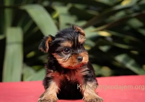 Joksir terijer stenad - 3/5