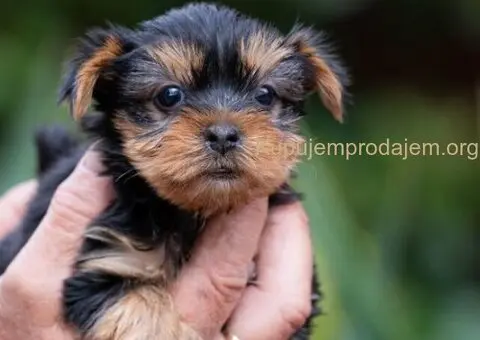 Joksir terijer stenad - 4/5