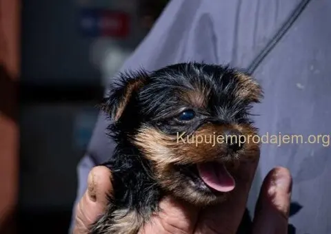 Joksir terijer stenad - 5/5