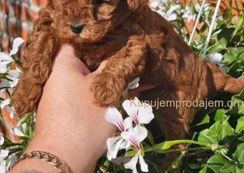 Teddy bear toy PUDLE 🐶 - 1/5