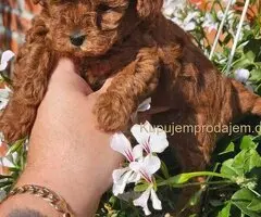 Teddy bear toy PUDLE 🐶