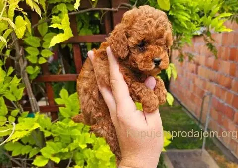 Teddy bear toy PUDLE 🐶 - 2/5