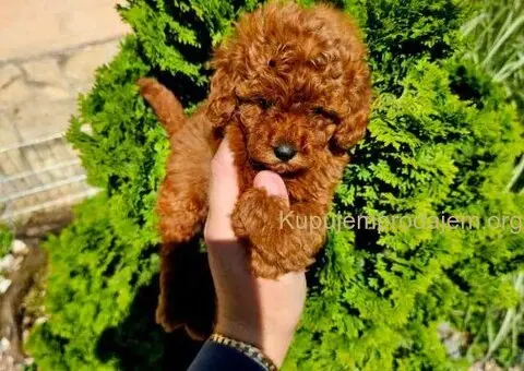 Teddy bear toy PUDLE 🐶 - 3/5