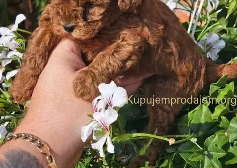 Teddy bear toy PUDLE 🐶 - 4/5