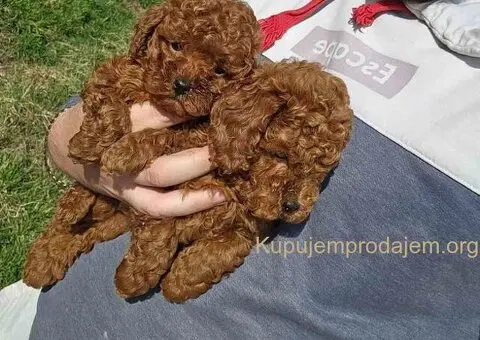 Teddy bear toy PUDLE 🐶 - 5/5