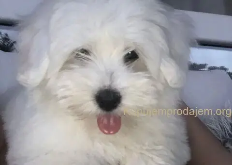 Coton de Tulear (Tulearski pas) štenci - 1/4