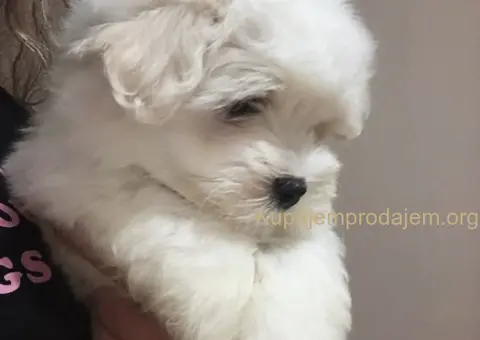 Coton de Tulear (Tulearski pas) štenci - 4/4