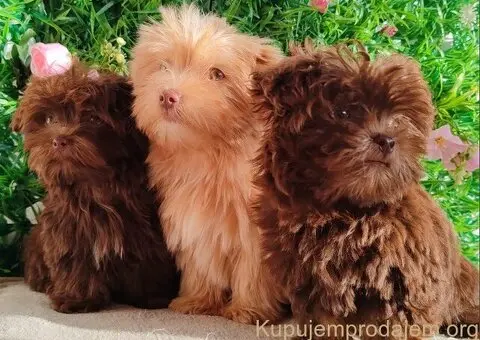 Štenci Bolonka Zwetna - 1/5