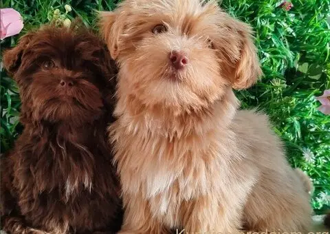 Štenci Bolonka Zwetna - 2/5