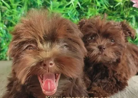 Štenci Bolonka Zwetna - 3/5