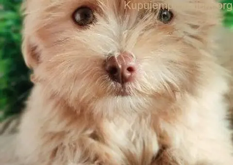 Štenci Bolonka Zwetna - 4/5