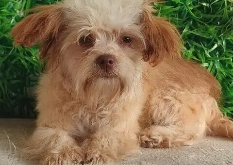 Štenci Bolonka Zwetna - 5/5