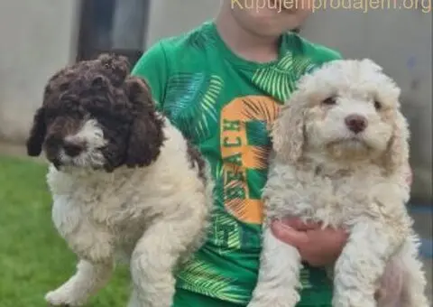 Stenci lagotto romagnolo - 1/3