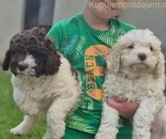 Stenci lagotto romagnolo