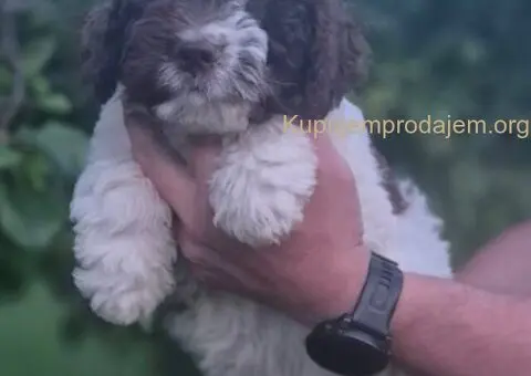 Stenci lagotto romagnolo - 2/3