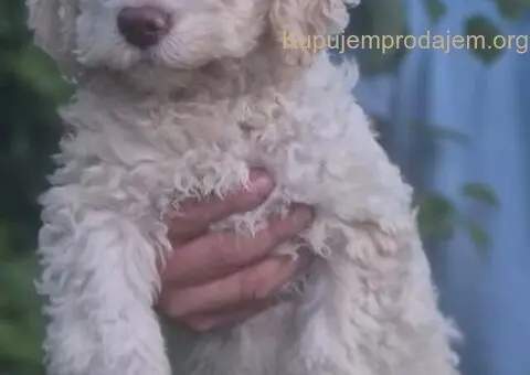 Stenci lagotto romagnolo - 3/3