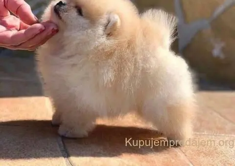 Dostupan prelepi krem muzjak pomeranca - 1/5