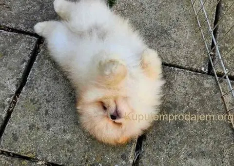 Dostupan prelepi krem muzjak pomeranca - 2/5