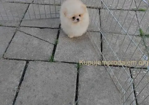 Dostupan prelepi krem muzjak pomeranca - 3/5