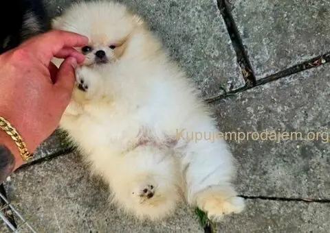 Dostupan prelepi krem muzjak pomeranca - 4/5