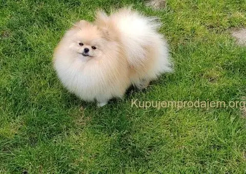 Dostupan prelepi krem muzjak pomeranca - 5/5