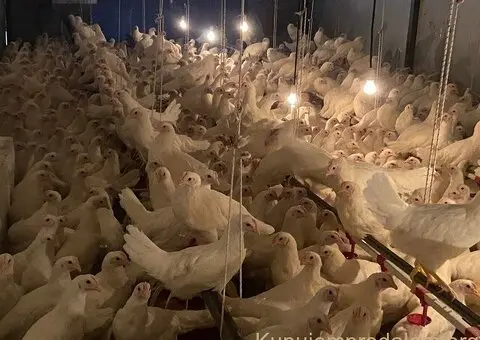 Na prodaju bele koke nosilje