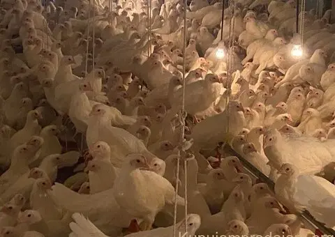 Na prodaju bele koke nosilje - 2/2