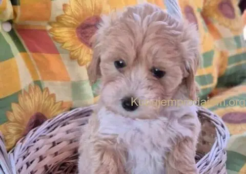 Dostupni za preuzimanje MALTIPOO - 1/4