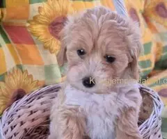 Dostupni za preuzimanje MALTIPOO