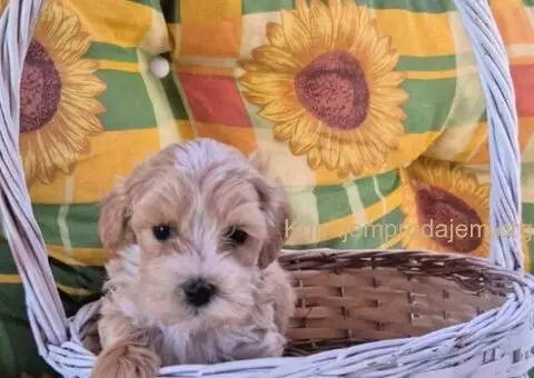 Dostupni za preuzimanje MALTIPOO - 2/4