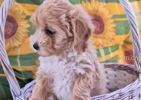 Dostupni za preuzimanje MALTIPOO - 3/4
