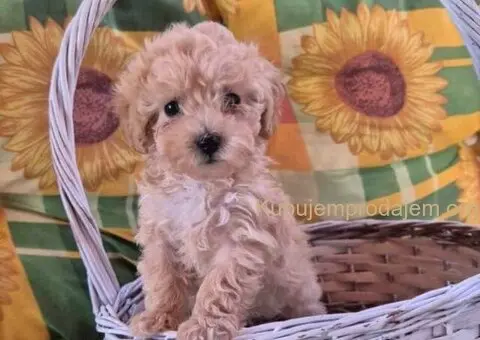 Dostupni za preuzimanje MALTIPOO - 4/4