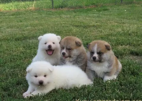 Prodajemo stence japanskih Akita - 1/5