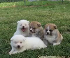 Prodajemo stence japanskih Akita