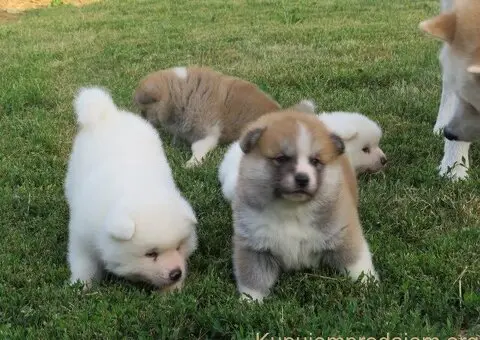 Prodajemo stence japanskih Akita - 2/5