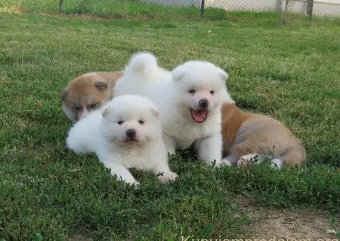 Prodajemo stence japanskih Akita - 3/5