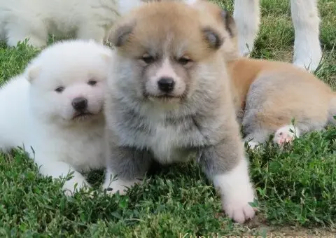 Prodajemo stence japanskih Akita - 4/5