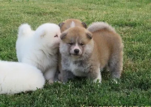 Prodajemo stence japanskih Akita - 5/5