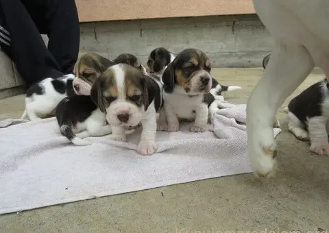 BIGL - trikolor stenci - 1/5