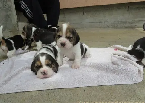 BIGL - trikolor stenci - 2/5