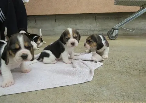 BIGL - trikolor stenci - 3/5