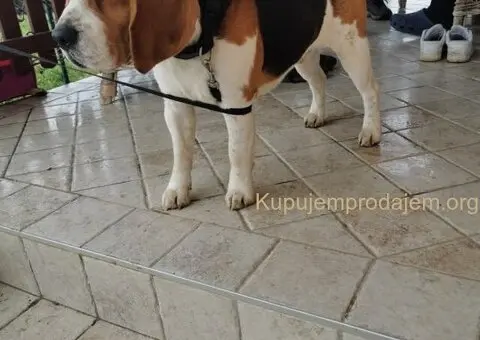 BIGL - trikolor stenci - 4/5