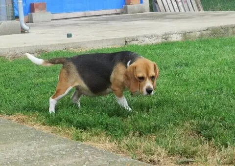 BIGL - trikolor stenci - 5/5