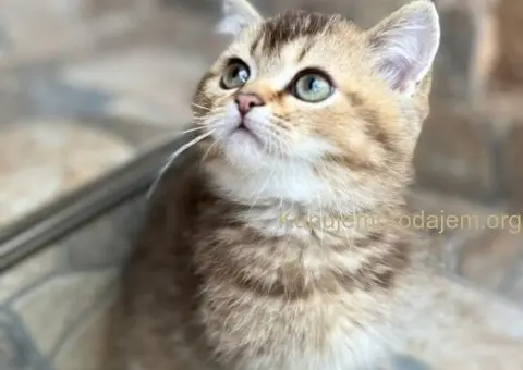 Skotski fold i strejt mace - 1/5