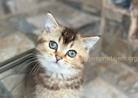 Skotski fold i strejt mace - 2/5