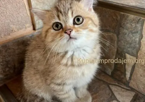 Skotski fold i strejt mace - 3/5