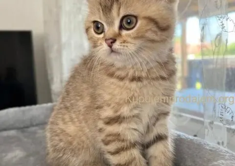 Skotski fold i strejt mace - 4/5