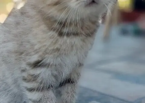 Skotski fold i strejt mace - 5/5