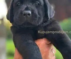 Na prodaju stenci Labrador retriver