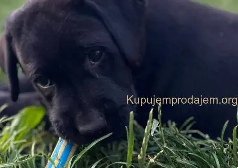 Na prodaju stenci Labrador retriver - 4/5